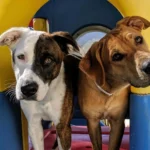 Dog Boarding