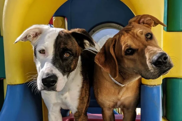 Dog Boarding