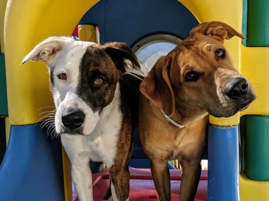 Dog Boarding